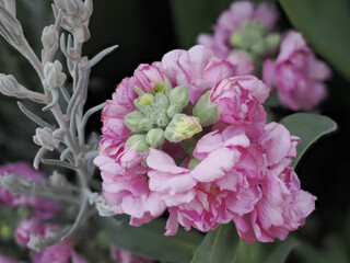 ３月から５月に花を咲かせるストック。日本ではアラセイトウと呼ぶ