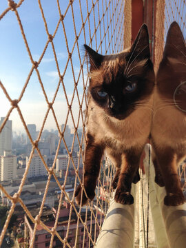 A kitten walking in the heights