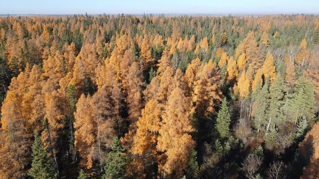 Aerial drone view over a forest with brightly colored tamarack trees in fall colors

