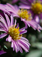 Obraz premium Delicate purple daisies in shallow focus with smooth bokeh 