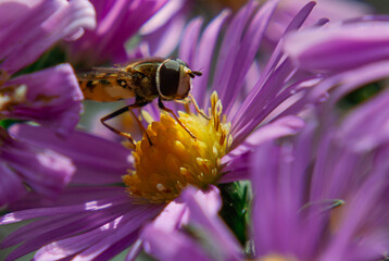 Macro shot of hoverfly insect sitting on purple aster flower center 