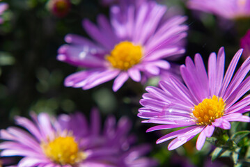 Obraz premium Purple aster trio glowing in bright afternoon light 