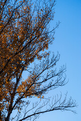 Bare tree limbs and golden foliage contrasting with clear azure heaven 