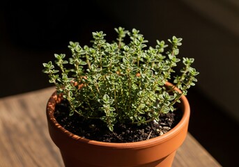 Potted thyme herb with fresh green leaves in natural home light 