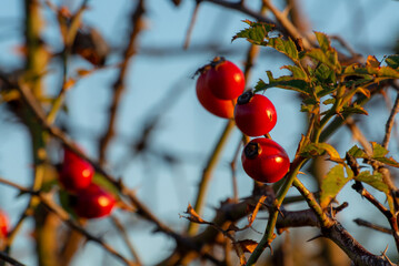 Bright red rose hip berries on thorny branch against blue sky 