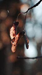 Fototapeta premium Backlit maple samara hanging in quiet autumn bokeh