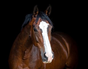 A majestic equine with a rich brown coat and striking white markings on its face gazes intently. The dark background accentuates its features