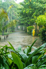Obraz premium Vertical Shot of a Rainy Day in a Lush Tropical Garden with People in Bright Raincoats Walking Down a Wet Paved Path
