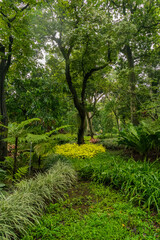 Lush Tropical Garden Landscape with Vibrant Yellow Ground Cover Plants and Dense Green Foliage in a Botanical Park