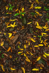 Vertical Top Down View of Yellow and Brown Fallen Leaves on a Wet Forest Floor Texture Background...