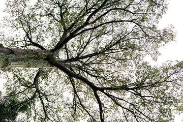 Low Angle Shot of a Majestic Tree Trunk with Spreading Green Canopy and Branches Against a Bright Sky in a Botanical Garden