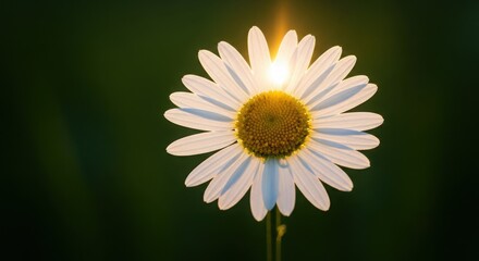 Obraz premium Macro of Backlit Oxeye Daisy with Glowing Center at Sunset