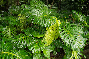 Close-up of large, lush green philodendron leaves in a botanical garden after the rain © Sergio Palacio