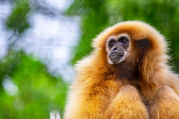 A close-up of a golden-featured gibbon, showcasing its distinct fur and thoughtful expression in a lush setting at the Cali Zoo.