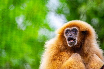 Obraz premium A playful gibbon displaying its vibrant fur and expressive face, captured in the lush surroundings of Cali Zoo, Valle del Cauca, Colombia.
