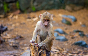 Obraz premium A young baboon sitting on a log at the Cali Zoo, surrounded by natural elements. A glimpse of wildlife in Colombia's Valle del Cauca.