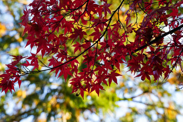 Obraz premium 京都高雄神護寺境内の色づいた楓の葉