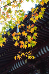 京都高雄神護寺境内の色づいた楓の葉