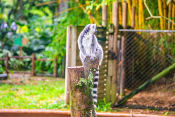 Obraz premium A vibrant lemur perched on a log in Zoologico de Cali, surrounded by lush greenery. A captivating wildlife moment in Colombia.