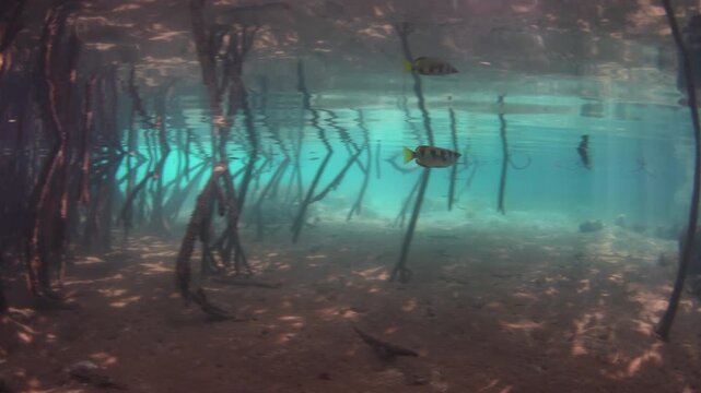 Sunlight descends into a dark, blue water mangrove forest in Raja Ampat, Indonesia. This scenic region supports an extraordinary amount of marine biodiversity and is a popular destination for divers.