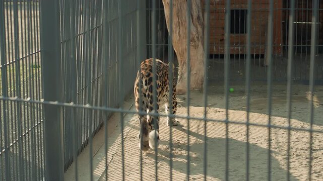 leopard at fence prowling slowly across sunlit sand with barred shadows, stops to sniff corner and peers toward gate, tail flicks and measured steps, sequence captures vigilant movement and curiosity,