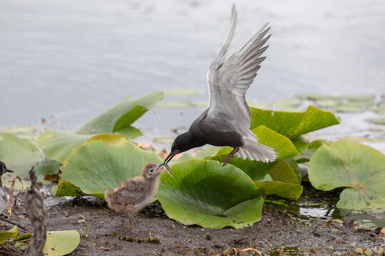 Black Tern Bird, Chlidonias niger feeding chick at wetland