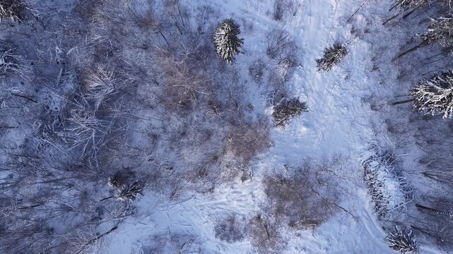 Overhead drone view of a sparse forest in winter, showing leafless trees and patches of snow-covered evergreens on a snowy, textured landscape.