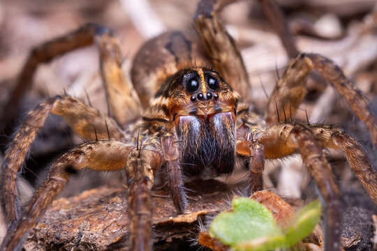 Front view of a Wolf Spider, motionless in the scrup of a yard. Tennessee.