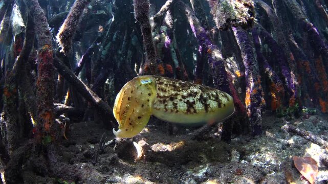A Broadclub cuttlefish, Ascarosepion latimanus, hovers on the edge of a blue water mangrove forest in Raja Ampat, Indonesia. These cephalopods are rarely seen due to their effective camouflage.