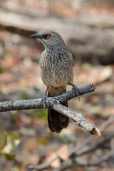 arrow-marked babbler