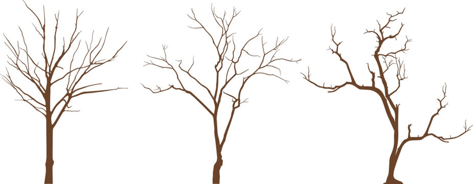 A collection of three detailed vector silhouettes of deciduous trees without leaves, depicting a bare, winter, or architectural aesthetic for landscape and elevation design.