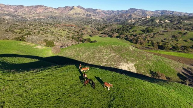 LOS OLIVOS, CALIFORNIA - 12.09.2025 - Wild horses roam the hillsides above Neverland Ranch near Los Olivos and the Santa Ynez Valley, Santa Barbara County, California.