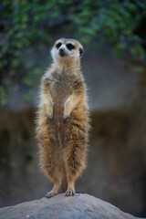 Fototapeta premium meerkat on guard close up