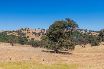 Summer's fields in the Upper Lachlan Shire countryside