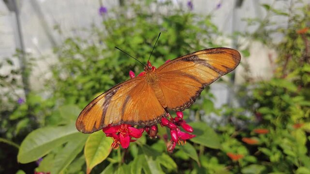 A vibrant orange Julia Heliconian butterfly rests with fully extended wings on tiny red flowers near Mary Selby Botanical Gardens, Sarasota, Florida, U.S.A
