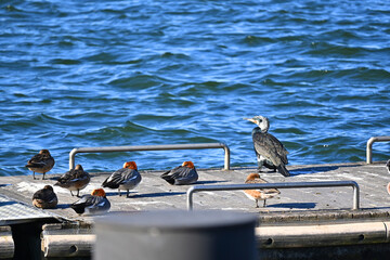 桟橋に集まるカワウとカモの群れ