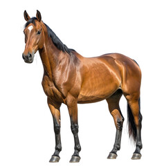 Obraz premium Brown Horse Standing with Black Mane 1.