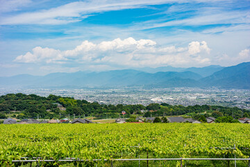 シャインマスカット畑と南アルプス市