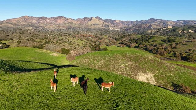 LOS OLIVOS, CALIFORNIA - 12.09.2025 - Wild horses roam the hillsides above Neverland Ranch near Los Olivos and the Santa Ynez Valley, Santa Barbara County, California.