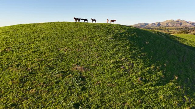 LOS OLIVOS, CALIFORNIA - 12.09.2025 - Wild horses roam the hillsides above Neverland Ranch near Los Olivos and the Santa Ynez Valley, Santa Barbara County, California.