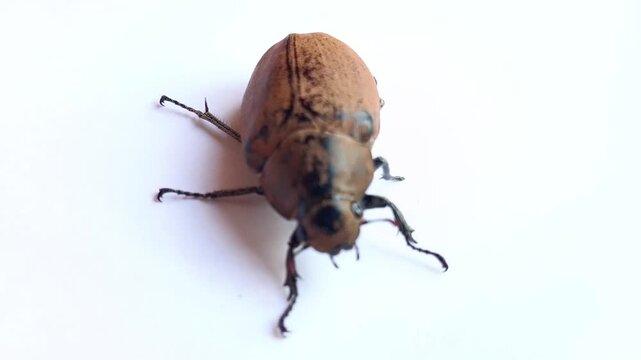 Macro of root beetle (Lepidiota stigma) on isolated white background, larvae (urets) damaging plant roots.