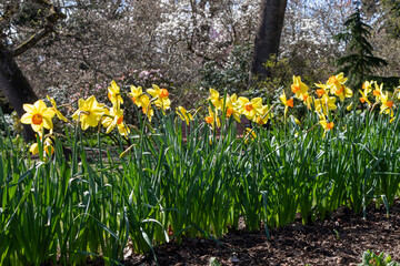 Fototapeta premium A garden of daffodils in the park