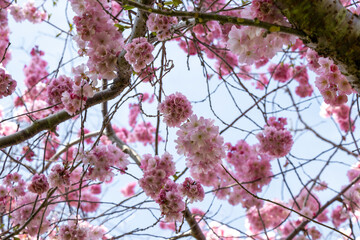 Pink cherry blossoms on a tree with blue sky background