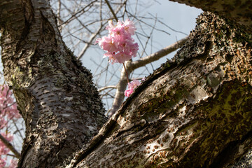 Flowering Cherry Tree in spring time © Lynda