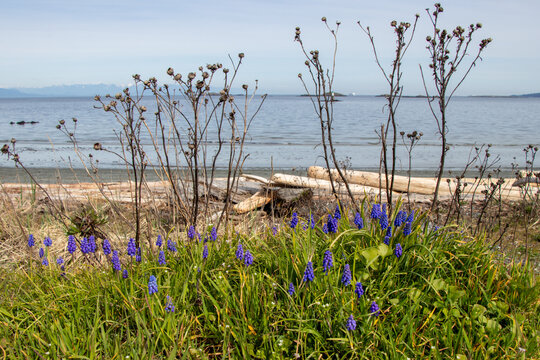 Grape Hyacinths flowring on the seashore on a spring day