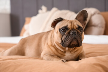 Adorable French bulldog lying on bed at home, closeup