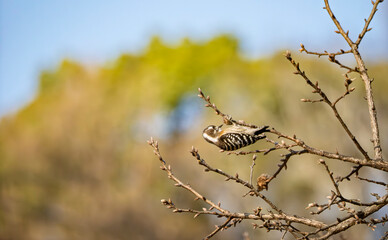 青空の下で軽業披露の愛らしいコゲラ