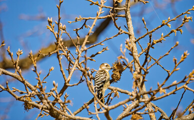 青空を背に実をついばむ愛らしいコゲラ