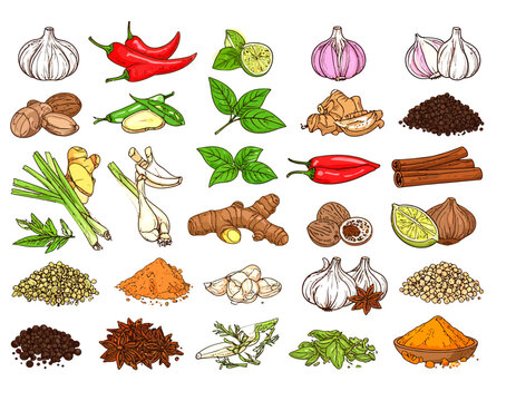 Kitchen Spices Vector Set with Traditional Cooking Ingredients