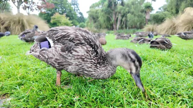 A duck forages for food among green grass using its beak, while other ducks rest nearby on the lawn, capturing peaceful wildlife activity in a public park.